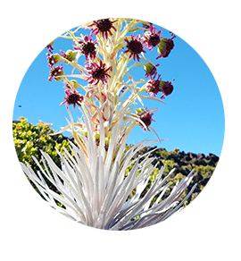 A silversword plant with purple flowers on a stalk.