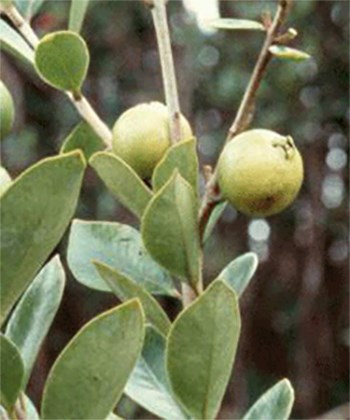 Strawberry guava leaves and fruit