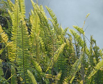 Asian sword ferns