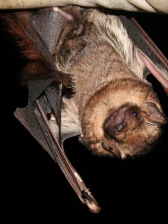 A bat hanging upside down