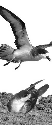 ‘Ua‘u (Hawaiian Petrel)