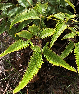 Uluhe Fern Fronds