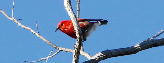 Dawn Chorus at Kīpuka Kī - Hawaiʻi Volcanoes National Park (U.S. National Park Service)