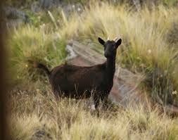 Black goat in grass