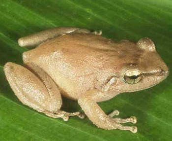 Coqui frog on leaf