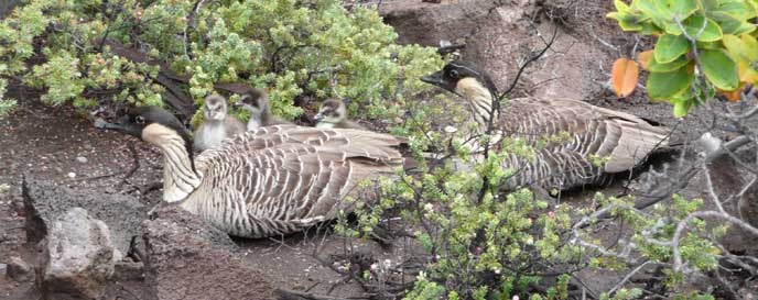 Nēnē - Hawaiian goose Nēnē - Hawaiian goose