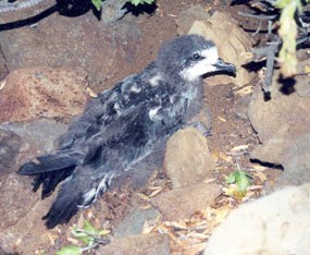 ‘Ua‘u fledgling