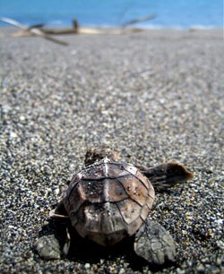 A Hawksbill turtle hatchling heads for the ocean. A Hawksbill turtle hatchling heads for the ocean.