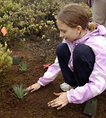 A young volunteer plants out silversword seedlings. A young volunteer plants out silversword seedlings.