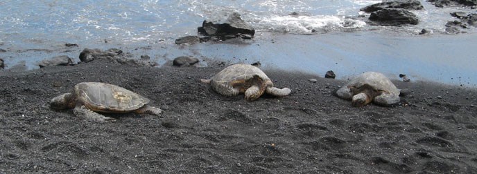 Honu resting Honu resting
