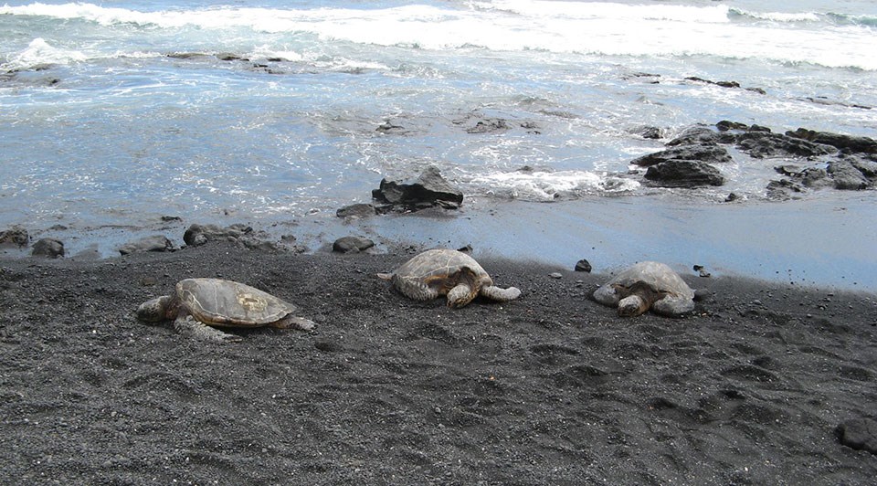 Honu (Hawaiian Green Sea turtle) Resting Honu (Hawaiian Green Sea turtle) Resting