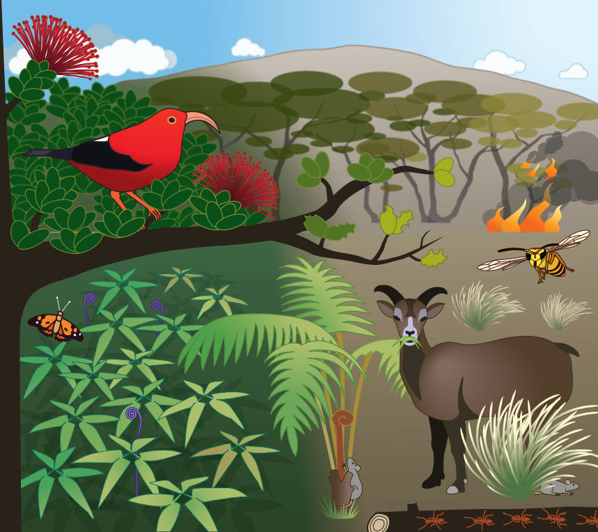 Illustration of Hawaiian ecosystem.
