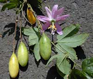 Banana poka plant with elongated fruit and pink flower