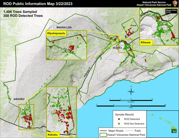 Map of rapid ʻōhiʻa death affecting trees in areas of the national park including the Kahuku Unit, Kīpukapuaulu, and Kīlauea. March 22, 2023. 1,486 trees were sampled, and 358 ROD trees were detected.