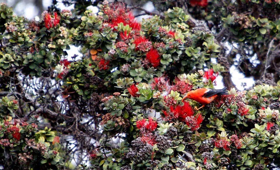 An ʻiʻiwi forages for nectar in a native ohia lehua in Hawaii Volcanoes National Park