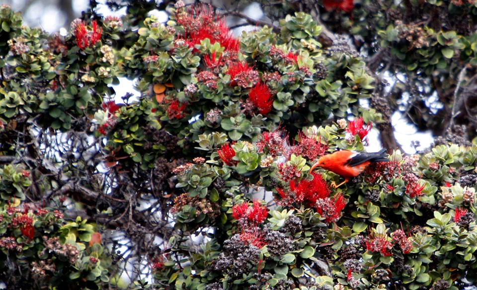 An ʻiʻiwi forages for nectar in a native ohia lehua in Hawaii Volcanoes National Park An ʻiʻiwi forages for nectar in a native ohia lehua in Hawaii Volcanoes National Park