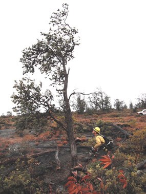 Lightning Struck `Ohi`a