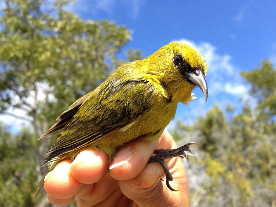32900084177_e9ef9fc6b9_o Yellow Amakihi bird being held in a human hand