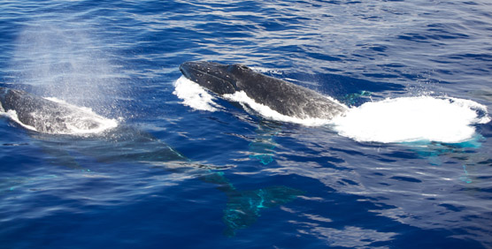 Humpback Whales