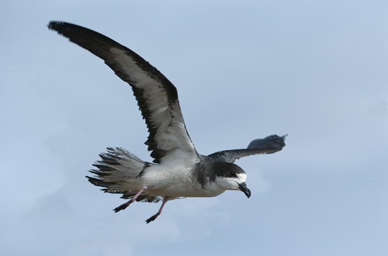 556Hawaiian Petrel flgt  Jim Denny