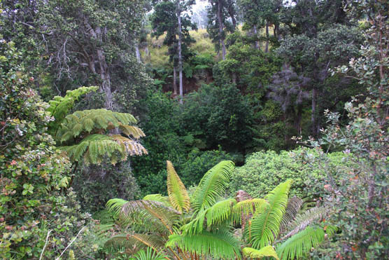 Kīpuka'akihi looking down