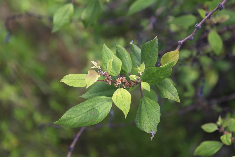 Māmaki plant Green leaves and tiny white and pink fruits grow from the end of a thin branch