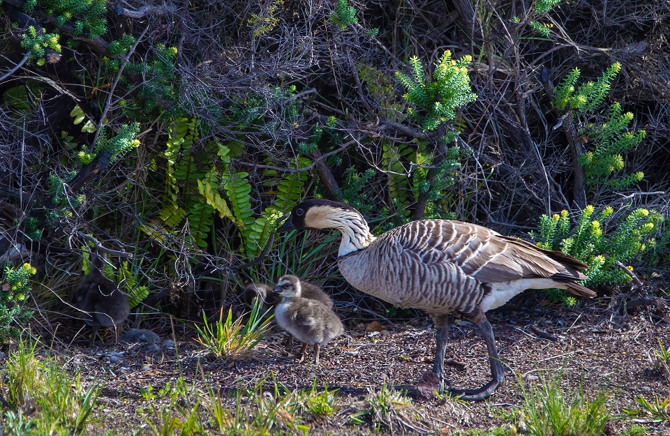 Two geese and a gosling stand in tall grass