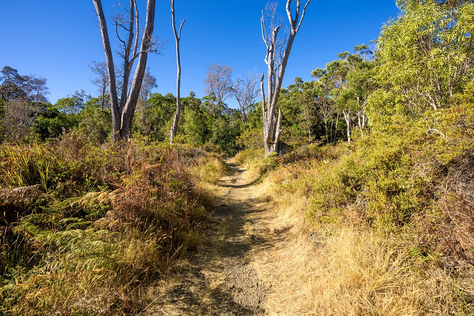 960-HAVO_20240715-Kipukapuaulu Trail HVNP_J.Wei A trail with very dry grass and brush alongside