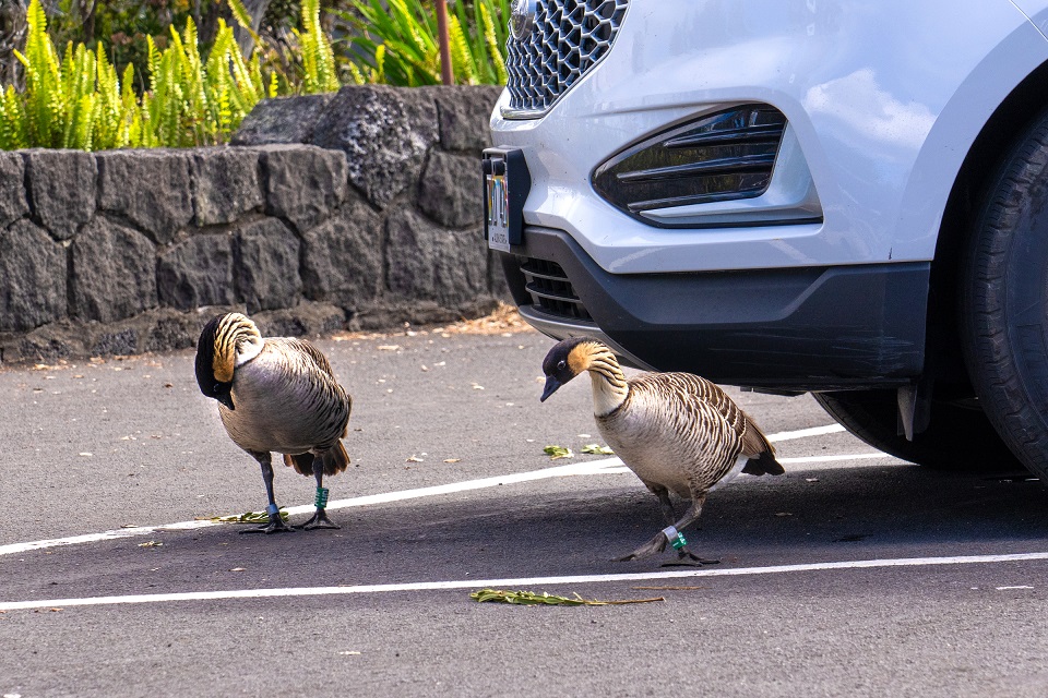 960-HAVO_20241216-Nene pair in parking lot-J.Wei A pair of Hawaiian geese next to a parked car