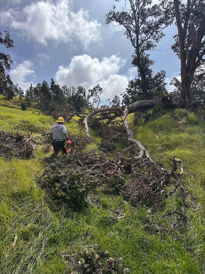 A man in protective gear looking at a huge fallen tree he has been chainsawing