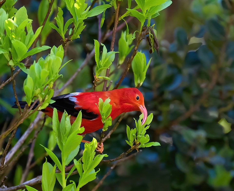 960-Iiwi in Hakalau_Janice-Wei A bright red bird with a curved orange bill in a green bush