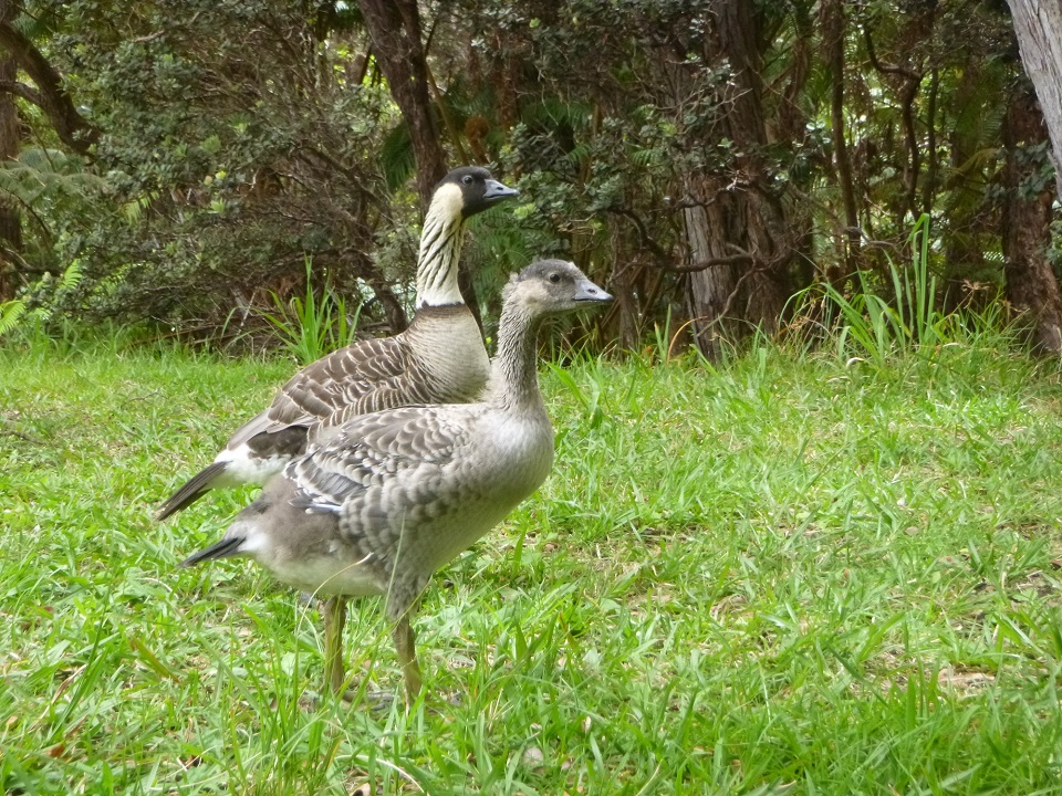 Nēnē gosling and parent