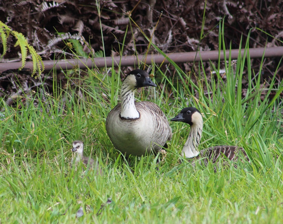A fluffy nene gosling and its parents rest in grass