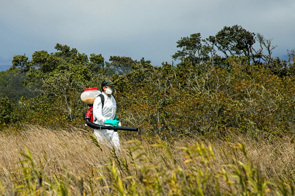 Granular treatment is applied to an area with noxious little fire ants Worker in white hazmat suit and protective respirator applies ant treatment
