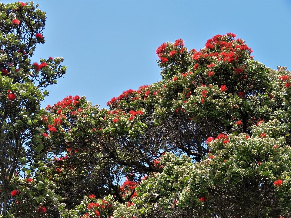A healthy ohia forest canopy Flowers on tops of trees in a forest