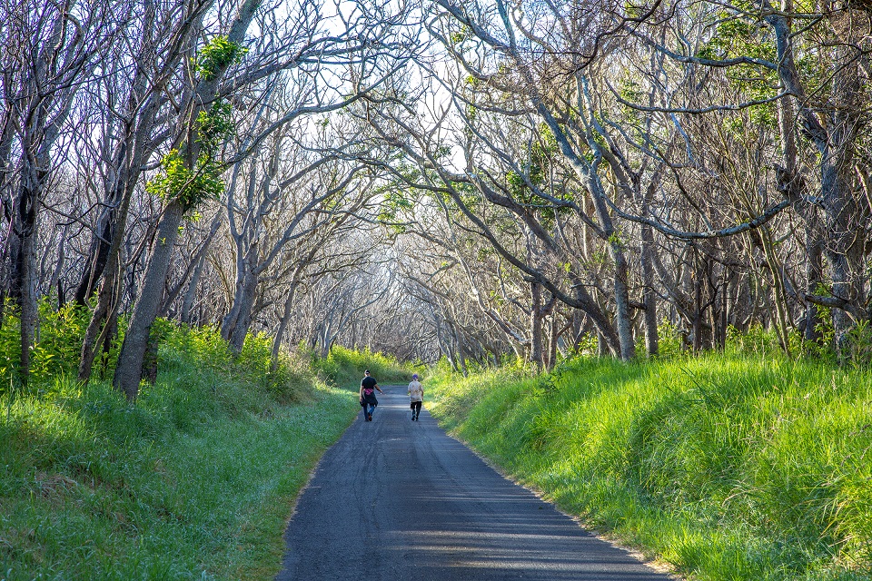 Two pedestrians on a narrow one-lane road with trees overhead covering the road in a tree tunnel