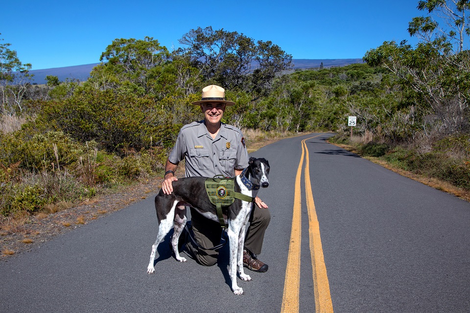 A black and white greyhound stands near a park ranger on an empty road