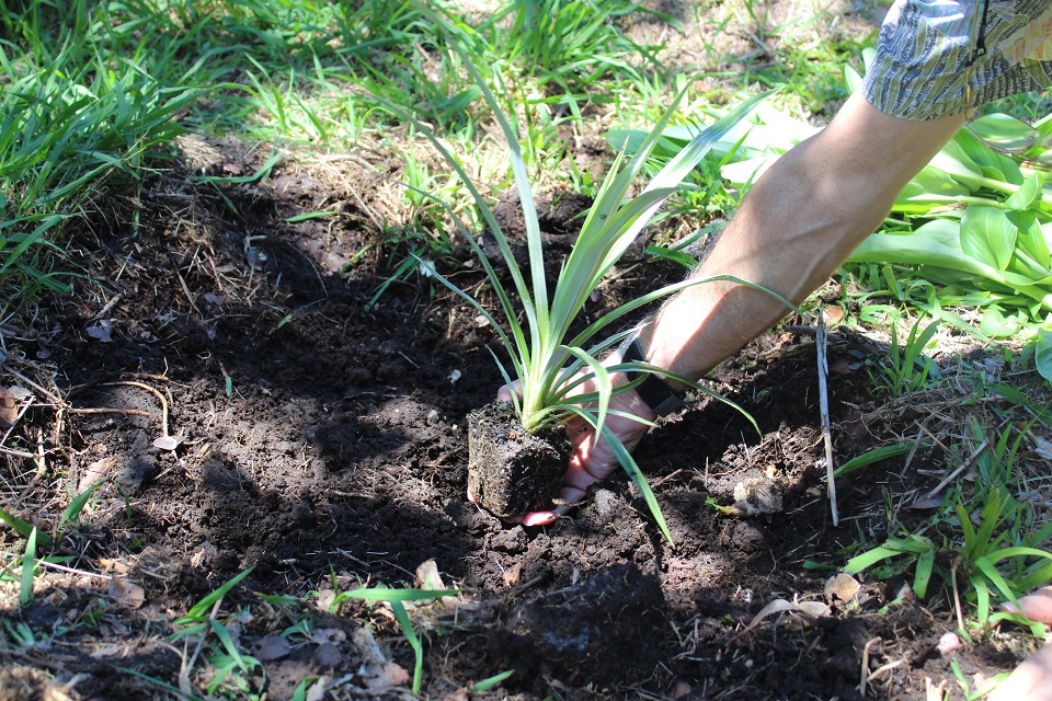 A gloved hand plants a Hawaiian lily into a yard