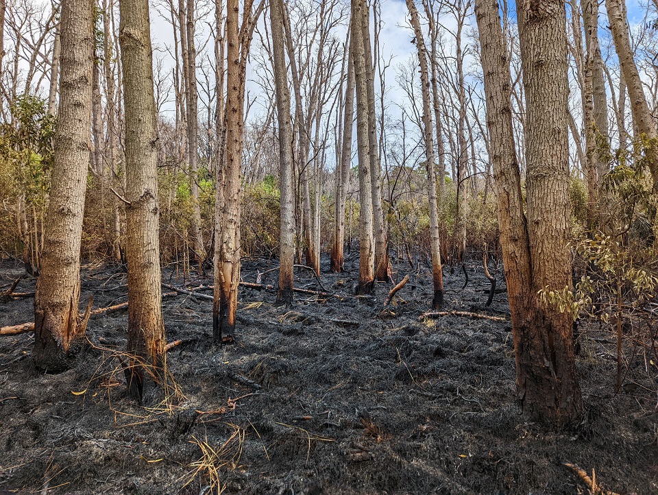 Image of burned tree trunks and black forest floor after a fire