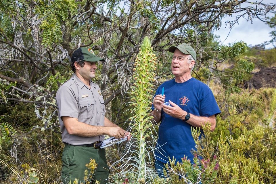 Park ecologist David Benitez and Rob Robichaux collecting pollen from a Ka‘ū silversword Park ecologist David Benitez and Rob Robichaux collecting pollen from a Ka‘ū silversword