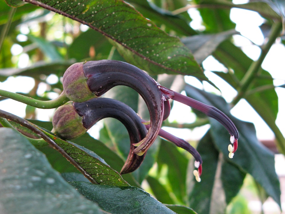 Pele lobeliad flowers with nectar droplet. The abundant nectar serves as a food reward for visiting honeycreepers