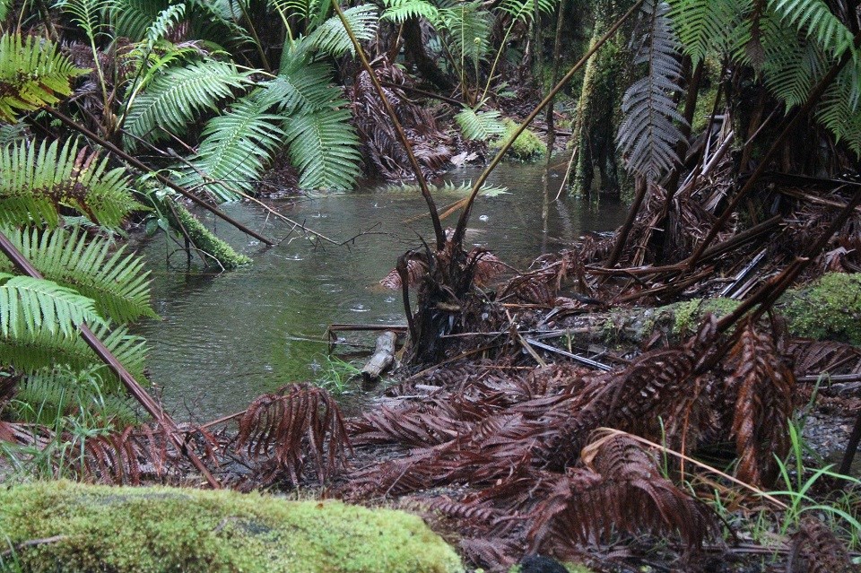 Rainwater ponding along rainforest trail at Nāhuku