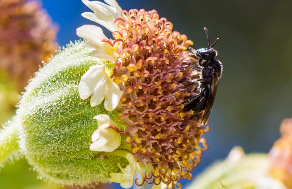 Yellow-faced bee pm Ka‘ū silversword flower head