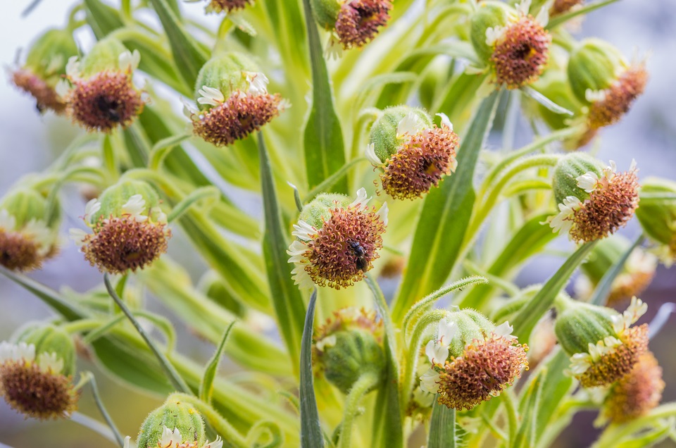 Kaʻū silversword in bloom closeup Closeup of sunflower-like Kau silversword blooms
