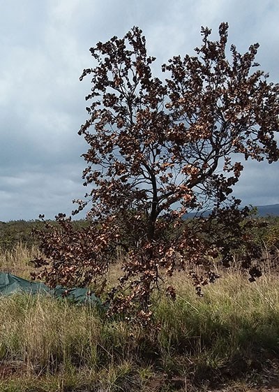 A tree infected with Rapid ‘Ōhi‘a Death (ROD) in Hawai‘i Volcanoes National Park