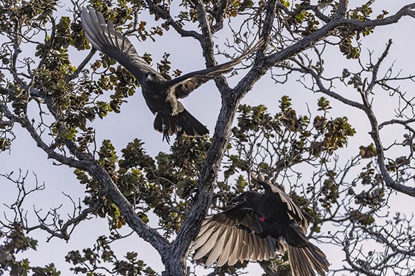 Two ‘alalā take flight after being released into the wild in this photo taken 10.11.2017