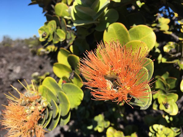 An unusual salmon lehua in Kahuku