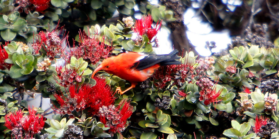 Beautiful Hawaiian birds like ‘i‘iwi were prized by Hawaiian artists for their exquisite feathers