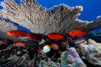Bigeye soldierfish and pyramid butterflyfish at French Frigate Shoals