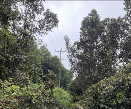 Courtesy_photo_Electrical lines through forest_TetraTech_T.Agostini View of power lines in a densely forested area